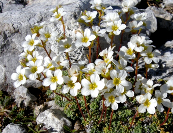 Saxifraga caesia / Sassifraga verdazzurra